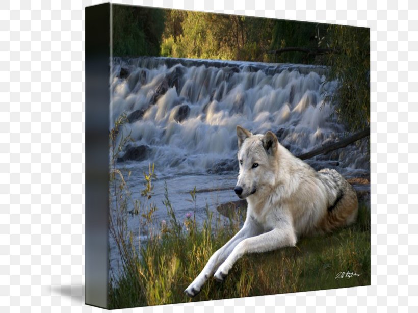 Gray Wolf Gallery Wrap Canvas Art Wildlife, PNG, 650x614px, Gray Wolf, Art, Canvas, Fauna, Gallery Wrap Download Free