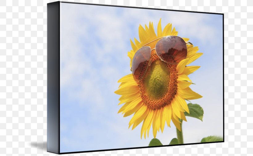 Picture Frames Sunflower M, PNG, 650x507px, Picture Frames, Daisy Family, Flower, Flowering Plant, Membrane Winged Insect Download Free