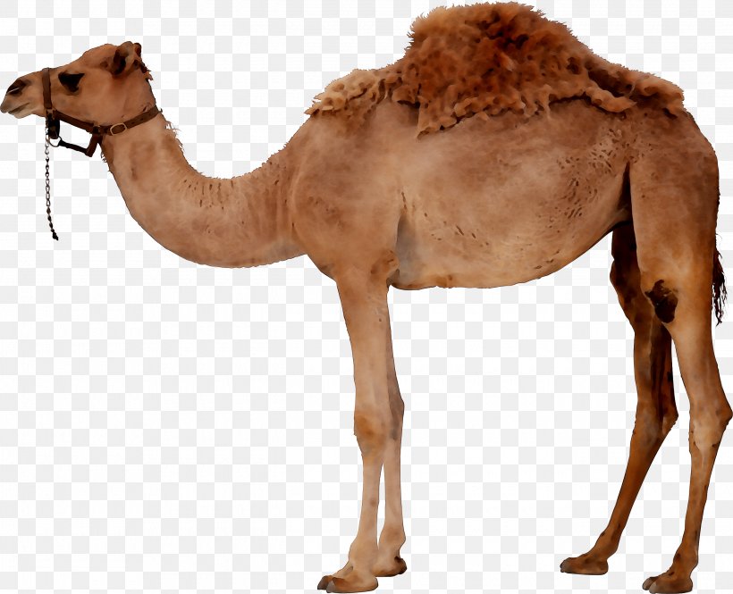 Dromedary Bactrian Camel Clip Art, PNG, 2640x2144px, Dromedary, Adaptation, Animal Figure, Arabian Camel, Bactrian Camel Download Free