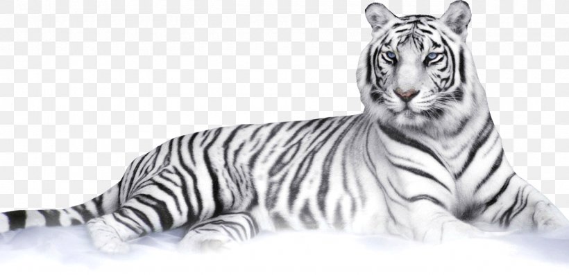 Felidae Bengal Tiger White Tiger Clip Art, PNG, 1280x621px, Felidae, Animal, Animal Figure, Bengal Tiger, Big Cats Download Free