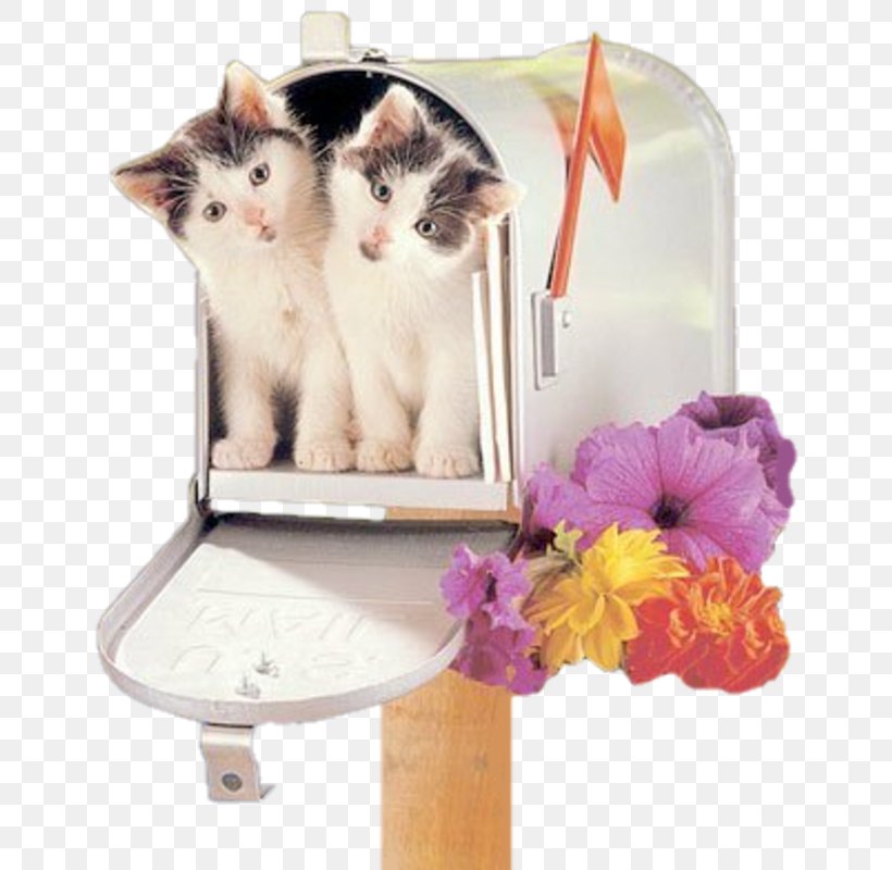 Kitten Cat Letter Box, PNG, 655x800px, Kitten, Blog, Box, Carnivoran, Cat Download Free