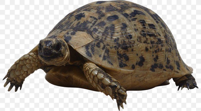 Turtle Giant Tortoise, PNG, 800x453px, Turtle, Animal, Box Turtle, Box Turtles, Chelydridae Download Free