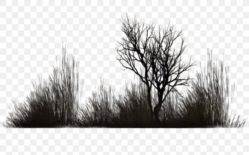 Vegetation Tree Twig Shrub, PNG, 1024x639px, 3d Computer Graphics, 3d Rendering, Vegetation, Black And White, Branch Download Free