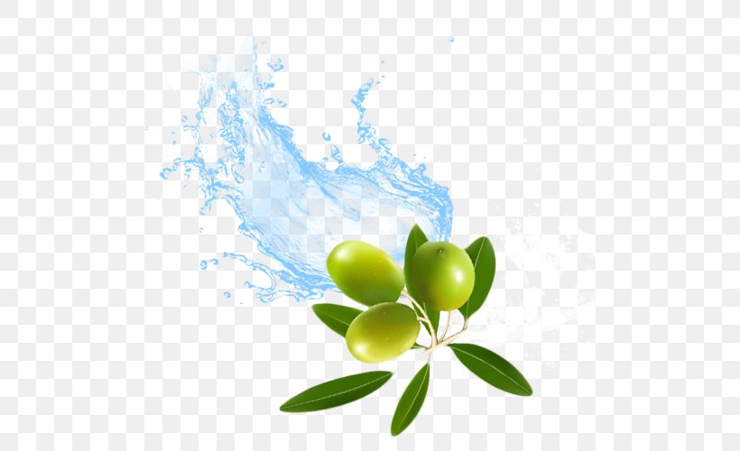 Water Olive Surfactant KK India Petroleum Specialities Private Limited, PNG, 500x500px, Water, Aquatic Plants, Branch, Fruit, Olive Download Free