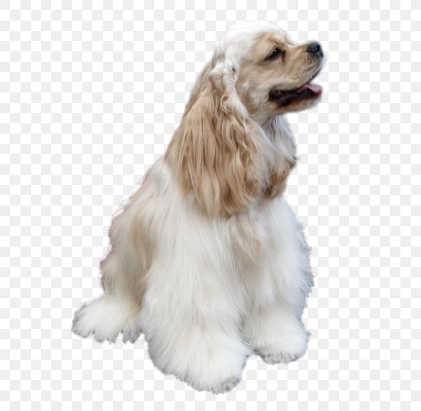 American Cocker Spaniel English Cocker Spaniel Companion Dog Puppy, PNG, 561x800px, American Cocker Spaniel, Animal, Breed, Carnivoran, Cat Download Free