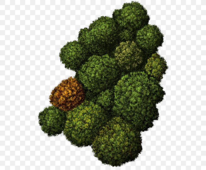 Food Leaf Vegetable Tree Broccoli, PNG, 531x677px, Food, Broccoli, Grass, History, Home Page Download Free
