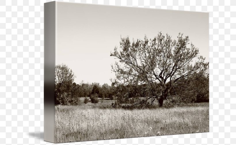 Landscape Land Lot Wood /m/083vt White, PNG, 650x504px, Landscape, Black And White, Branch, Branching, Grass Download Free