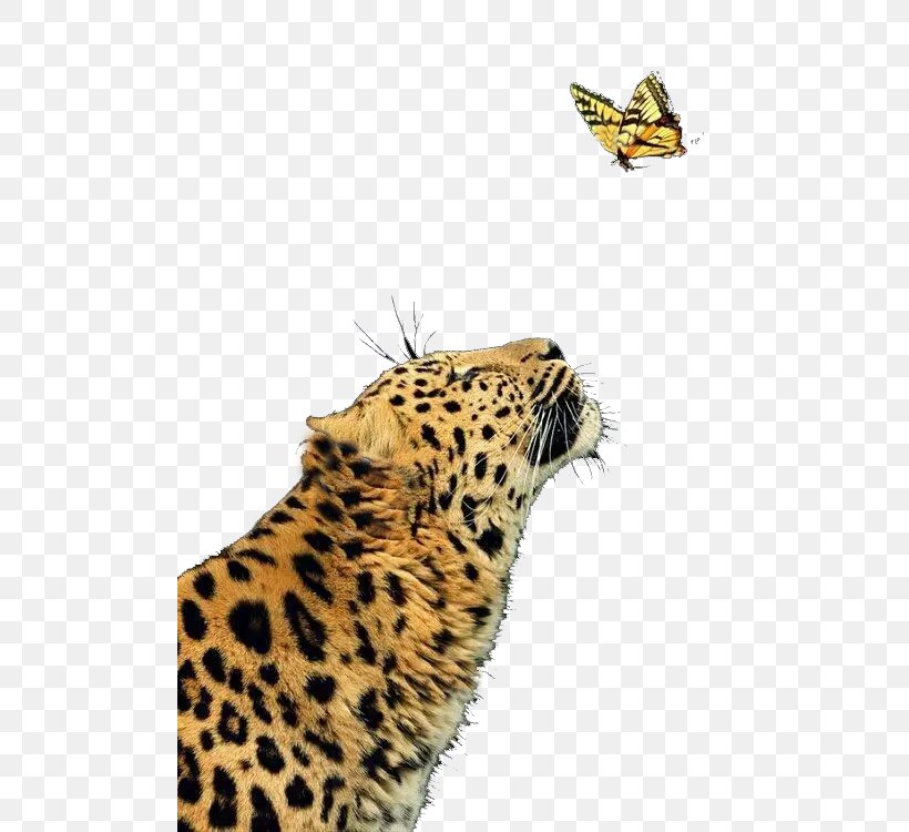 Leopard Cheetah Jaguar Butterfly Felidae, PNG, 500x750px, Jaguar, African Leopard, Amur Leopard, Animal, Big Cat Download Free