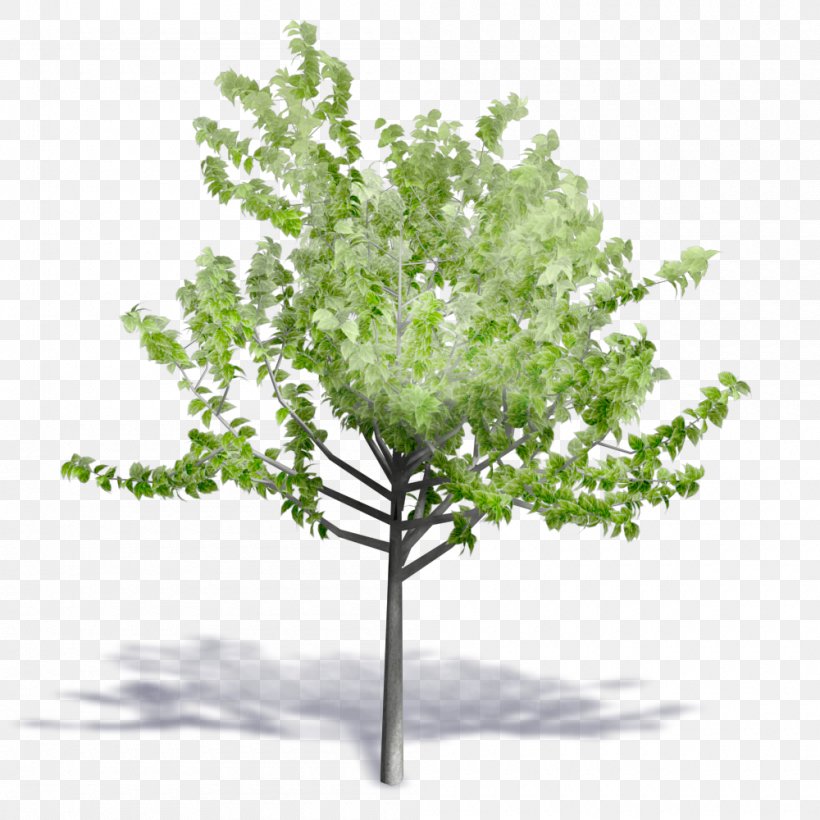 Autodesk Revit Building Information Modeling Computer-aided Design AutoCAD DXF Tree, PNG, 1000x1000px, Autodesk Revit, Archicad, Artlantis, Autocad, Autocad Dxf Download Free
