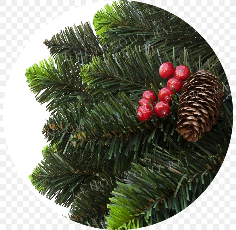 Christmas Ornament, PNG, 800x800px, Christmas Ornament, Christmas, Christmas Decoration, Conifer, Elaeis Download Free