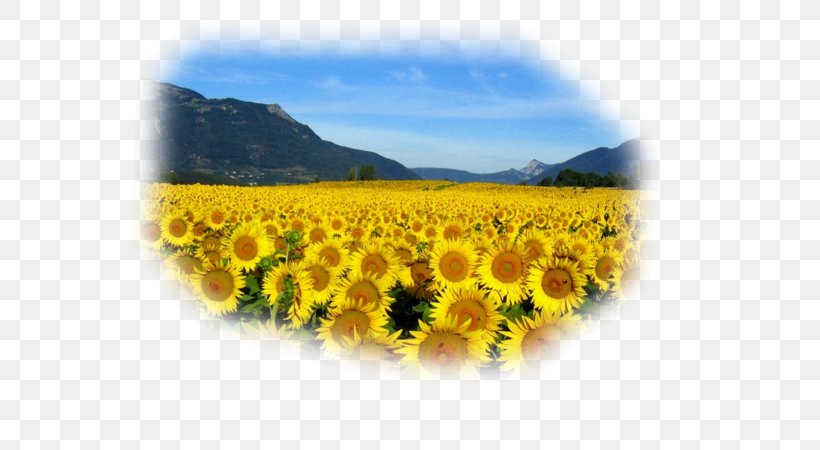 Common Sunflower Rapeseed Landscape Pine Desktop Wallpaper, PNG, 600x450px, Common Sunflower, Color, Coloring Book, Daisy Family, Drawing Download Free