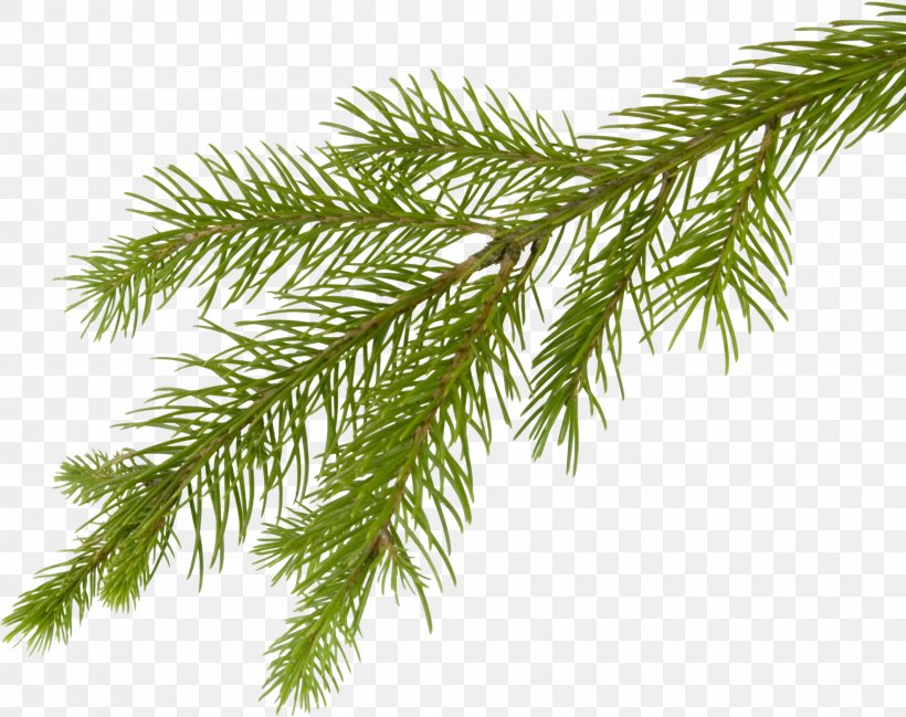 Fir Tree Branch Clip Art, PNG, 1763x1396px, Fir, Arecales, Branch, Christmas, Christmas Tree Download Free