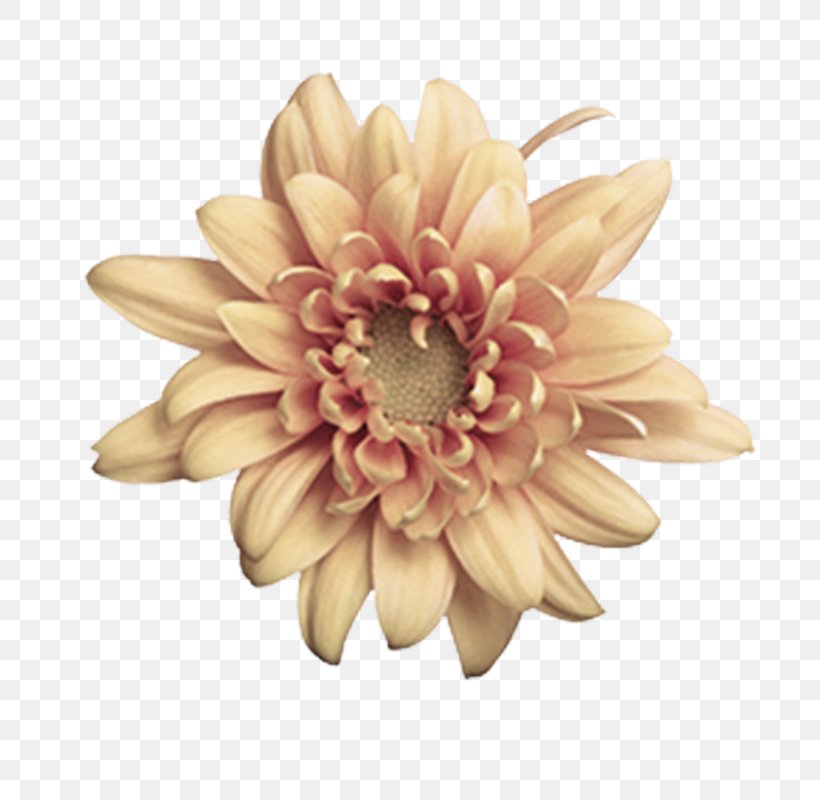 Flower Petal Gerbera Plant Yellow, PNG, 800x800px, Flower, Dahlia, Daisy Family, Gerbera, Petal Download Free