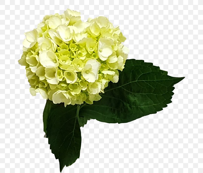 Hydrangea Cut Flowers Floral Design Plant, PNG, 680x700px, Hydrangea, Annual Plant, Cornales, Cut Flowers, Floral Design Download Free