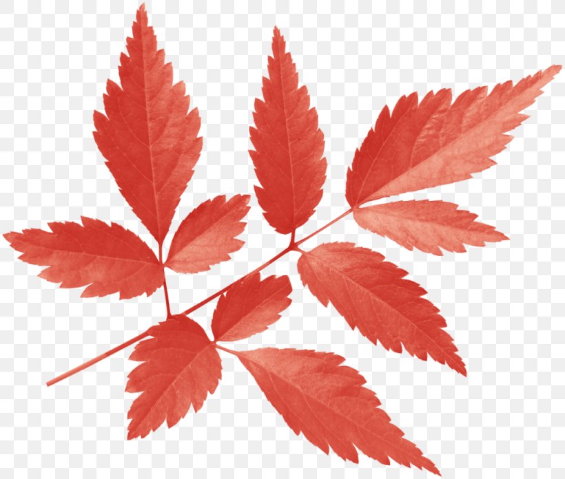 Maple Leaf, PNG, 1024x870px, Maple Leaf, Animation, Boxelder Maple, Branch, Drawing Download Free