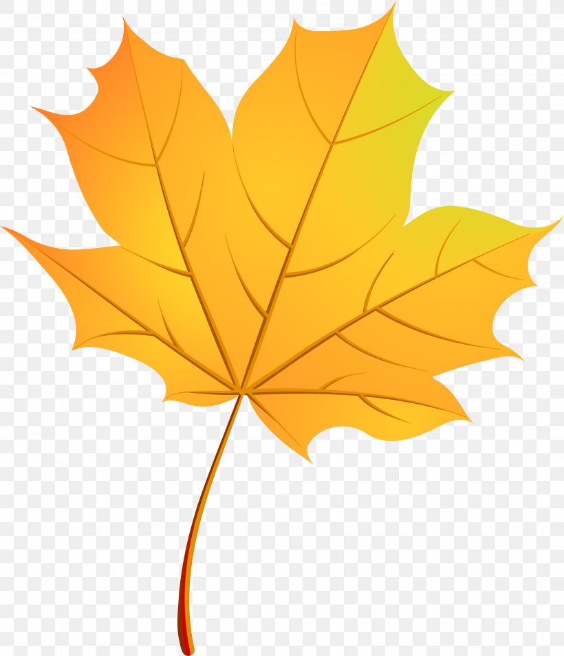 Autumn Leaves Maple Leaf, PNG, 3236x3770px, Leaf, Autumn, Drawing, Flowering Plant, Maple Download Free