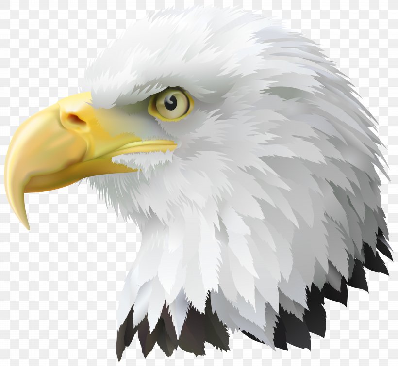 Bald Eagle Clip Art, PNG, 8000x7369px, United States, Accipitriformes, American Eagle Outfitters, Bald Eagle, Beak Download Free