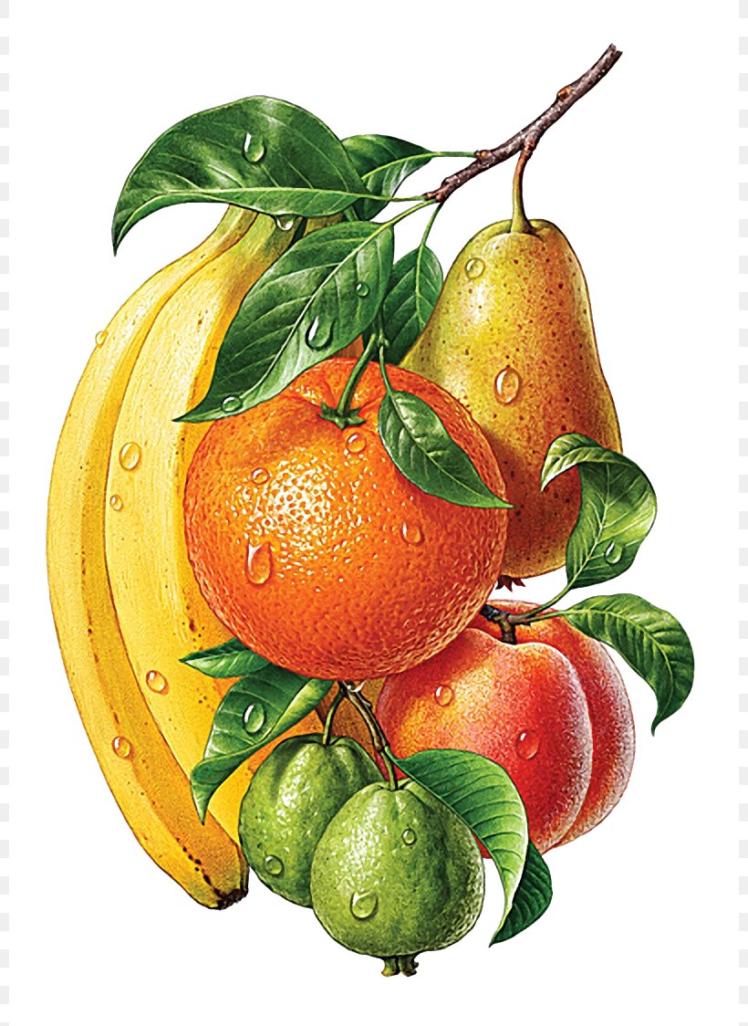 Drawing Painting Illustrator, PNG, 800x1124px, Drawing, Accessory Fruit, Apple, Art, Bitter Orange Download Free