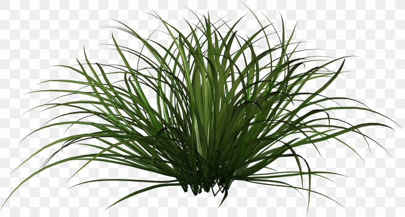 Ornamental Grass Plant Clip Art, PNG, 2492x1340px, Ornamental Grass, Aquarium Decor, Chrysopogon Zizanioides, Evergreen, Fountain Grass Download Free