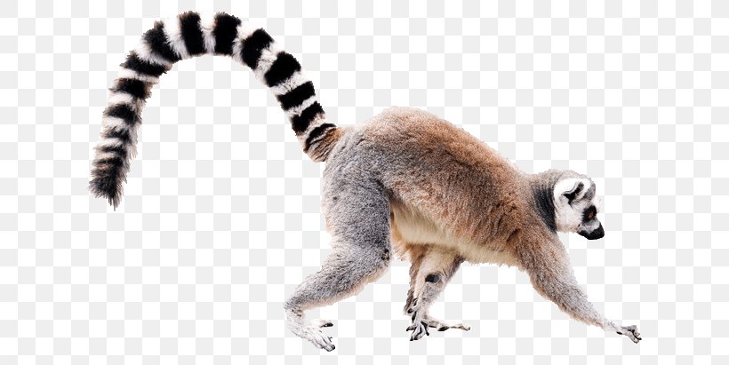 Ring-tailed Lemur Black-and-white Ruffed Lemur Crowned Lemur Stock Photography, PNG, 635x411px, Lemur, Animal Figure, Blackandwhite Ruffed Lemur, Crowned Lemur, Fauna Download Free