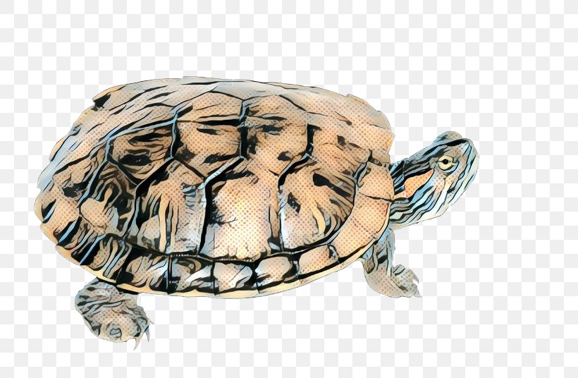 Sea Turtle Background, PNG, 800x536px, Box Turtles, Animal, Box Turtle, Kinosternidae, Pond Turtle Download Free