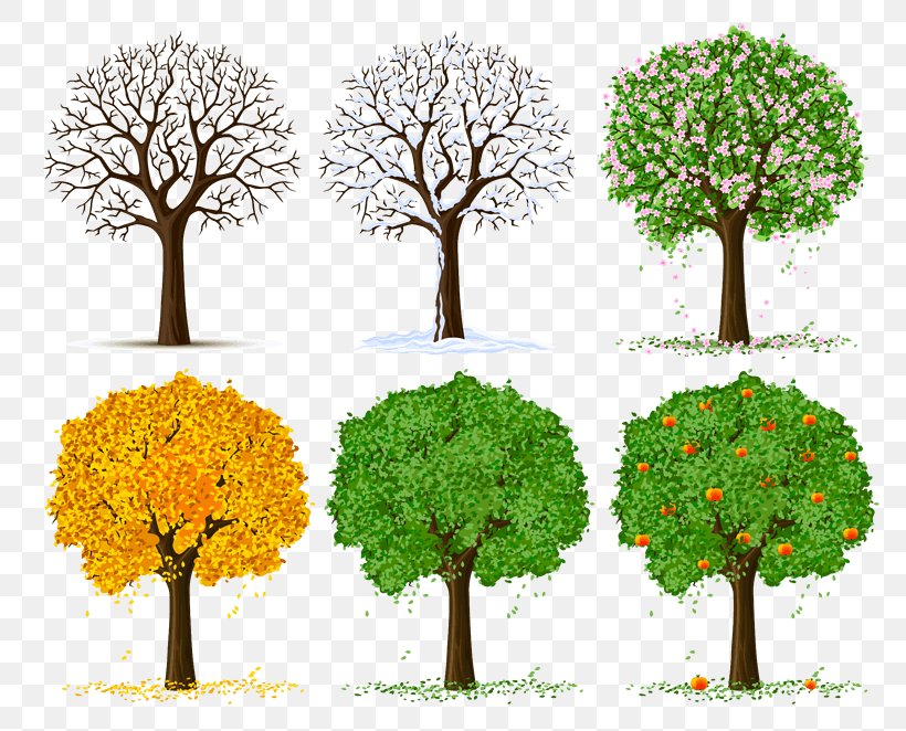 Vector Graphics Illustration Drawing Clip Art Tree, PNG, 803x662px, Drawing, Art, Branch, Grass, Houseplant Download Free