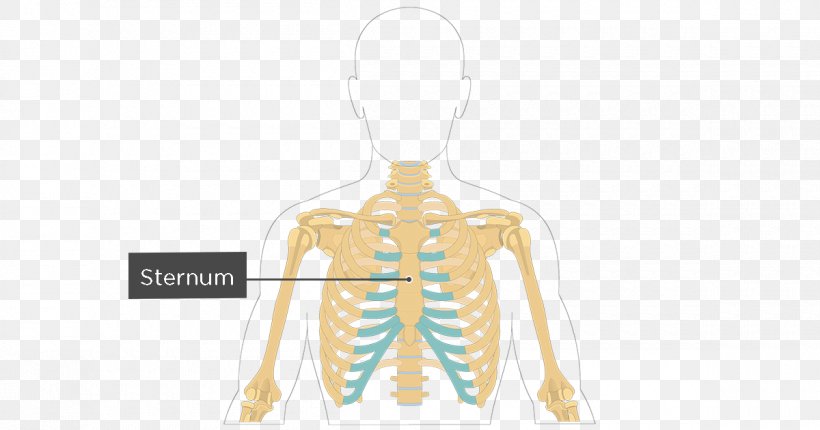 Sternum Rib Cage Anatomy Bone, PNG, 1200x630px, Watercolor, Cartoon, Flower, Frame, Heart Download Free