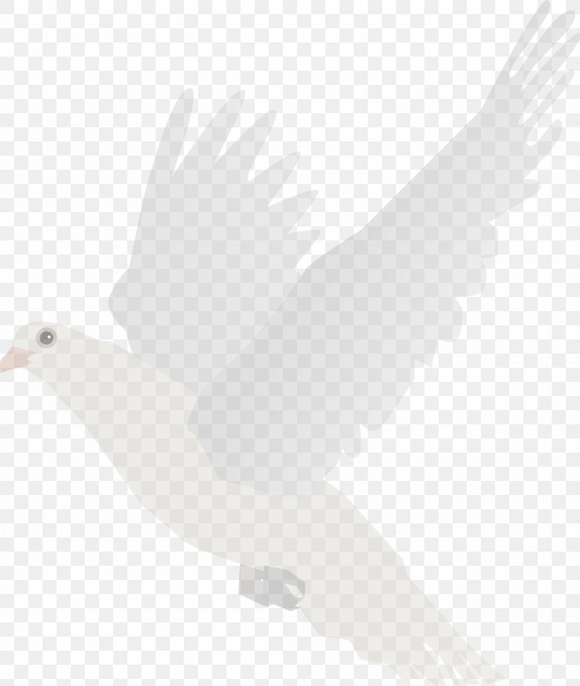 Duck Bird Cygnini Goose Finches, PNG, 2028x2400px, Duck, American Goldfinch, American Sparrows, Beak, Bird Download Free
