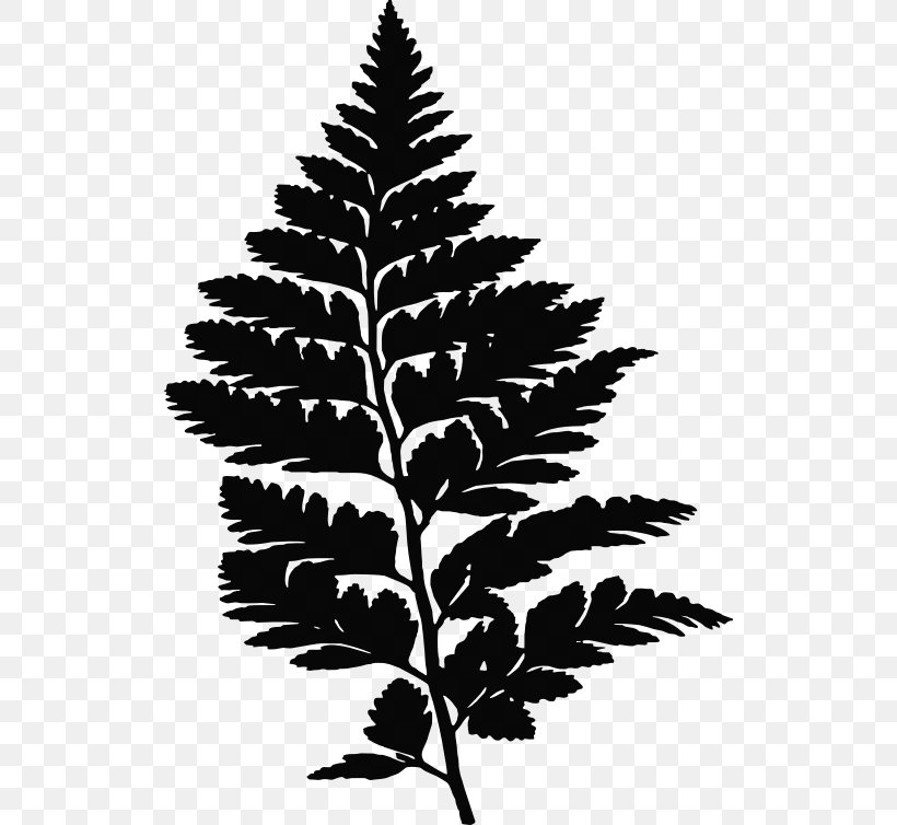 Fern Leaf Frond Evergreen, PNG, 520x754px, Fern, Black And White, Branch, Conifers, Drawing Download Free