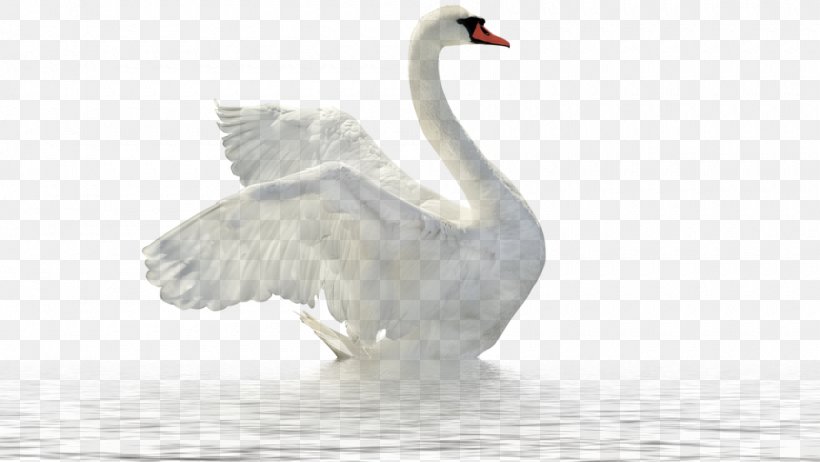 Mute Swan Goose Stock Photography Royalty-free, PNG, 1000x564px, Mute Swan, Beak, Bird, Black Swan, Cygnini Download Free