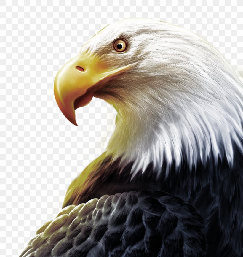 United States T-shirt High-definition Television Three-dimensional Space Wallpaper, PNG, 1173x1240px, 3d Computer Graphics, United States, Accipitriformes, Animation, Bald Eagle Download Free