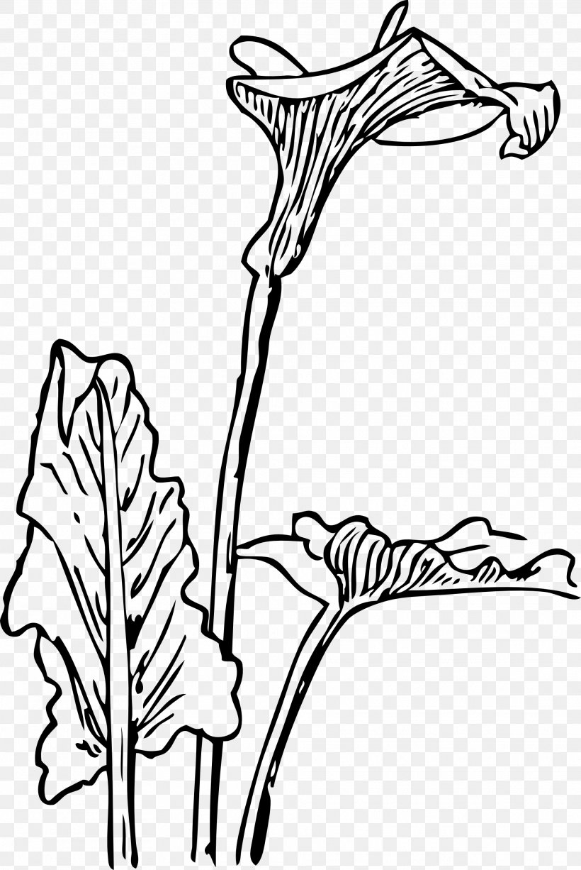 Arum-lily Flower Bog Arum Clip Art, PNG, 1969x2946px, Arumlily, Art, Artwork, Arum, Black And White Download Free