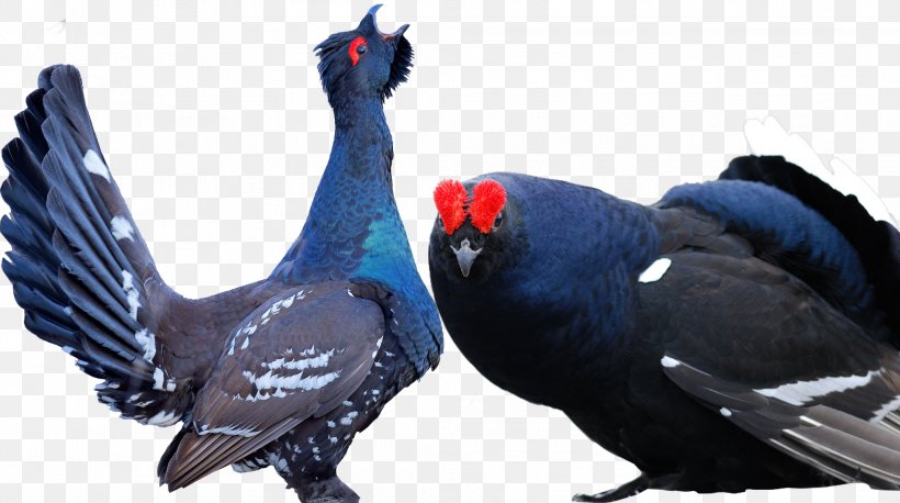 Bird Black Grouse Animal, PNG, 2027x1133px, Bird, Animal, Beak, Black Grouse, Drawing Download Free