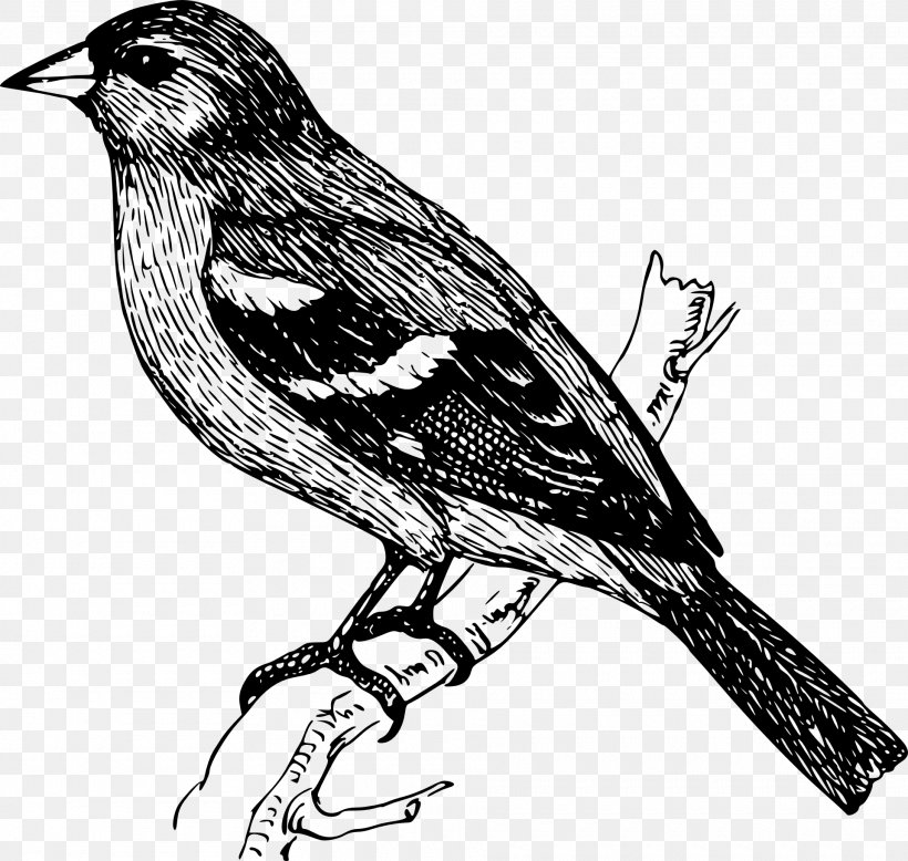 Bird Parrot Drawing, PNG, 1920x1823px, Bird, Art, Beak, Black And White, Branch Download Free