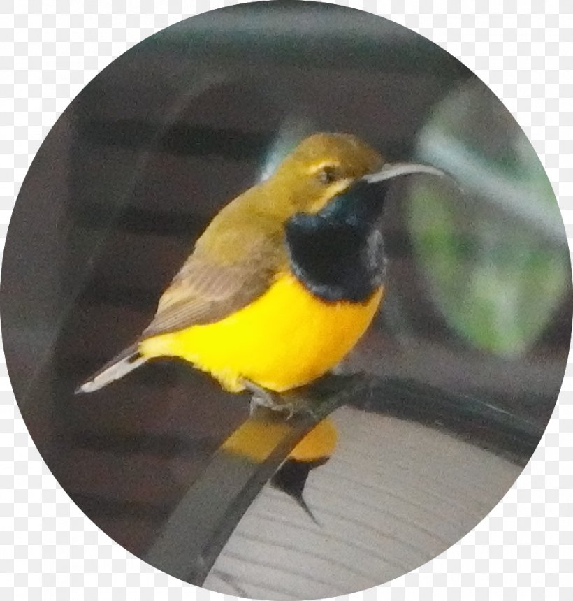 Finches Beak Fauna, PNG, 951x998px, Finches, Beak, Bird, Fauna, Finch Download Free