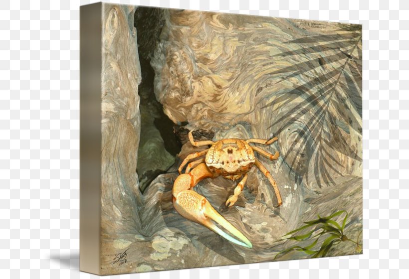 Frog Fauna Decapoda, PNG, 650x560px, Frog, Amphibian, Decapoda, Fauna, Organism Download Free