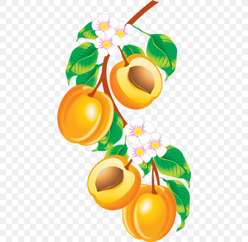 Fruit Clip Art, PNG, 442x800px, Fruit, Apricot, Citrus, Drawing, Flower Download Free