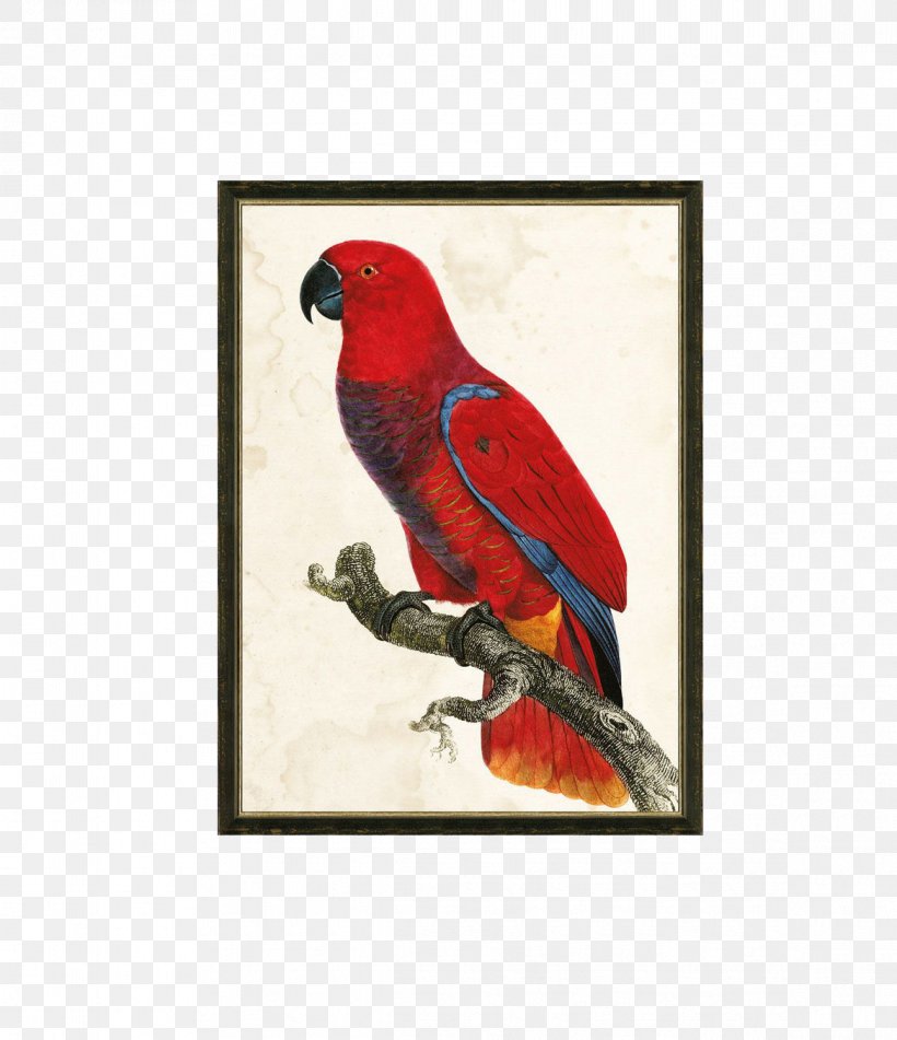 Parrot Bird Painting Macaw, PNG, 1168x1355px, Parrot, Art, Beak, Bird, Botanical Illustration Download Free