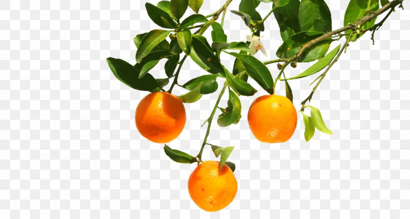 Clementine Mandarin Orange Tangerine Bitter Orange, PNG, 1100x590px, Clementine, Bitter Orange, Bush Tomato, Calamondin, Citrus Download Free