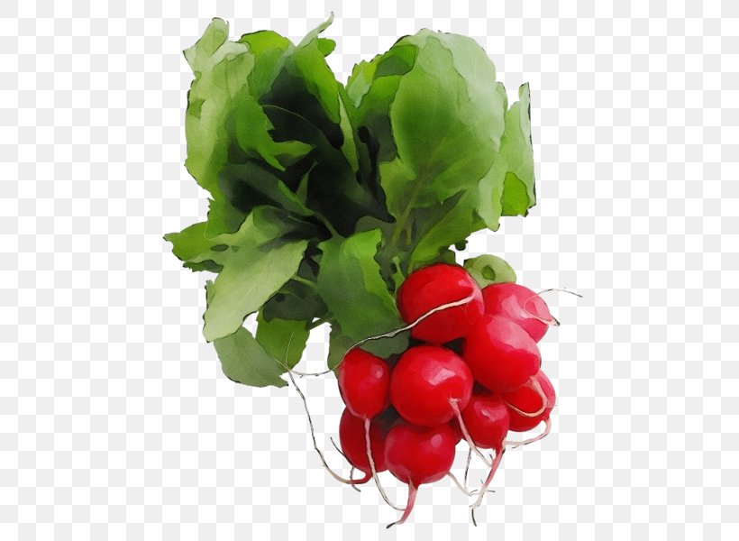Radish Vegetable Natural Foods Food Plant, PNG, 488x600px, Watercolor, Flower, Food, Leaf, Leaf Vegetable Download Free