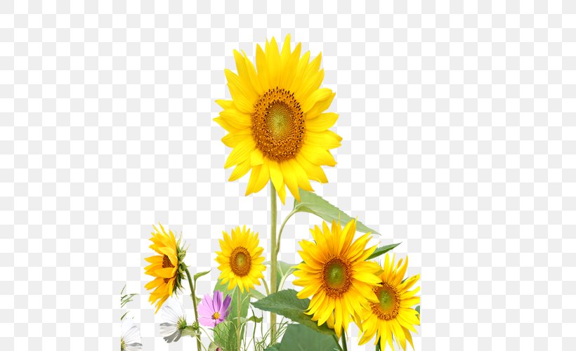 Common Sunflower Yellow, PNG, 500x500px, Common Sunflower, Daisy Family, Flower, Flowering Plant, Gratis Download Free