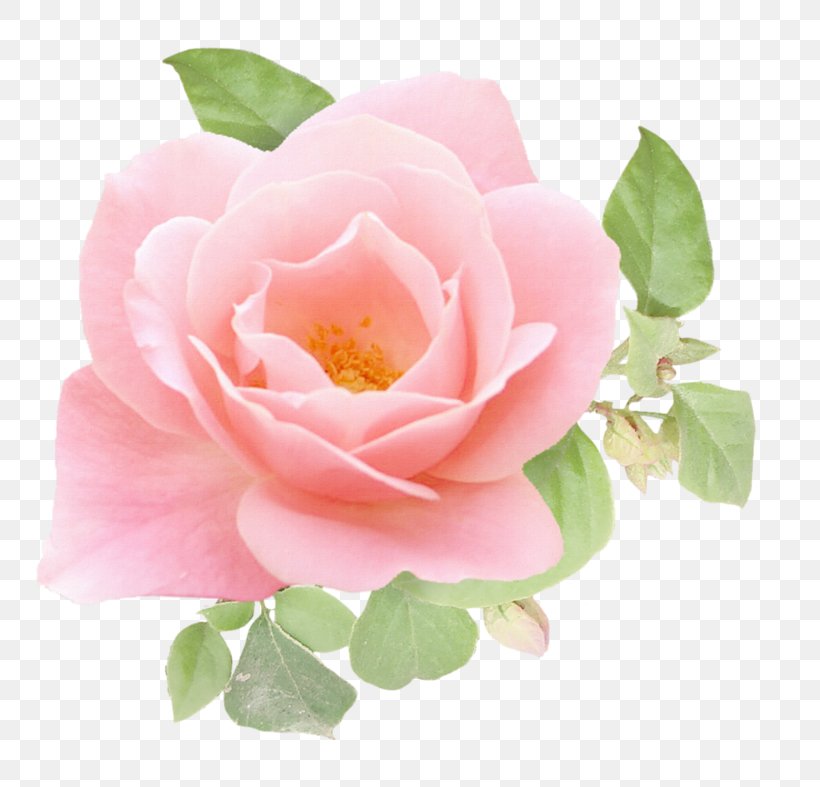 Garden Roses Image Clip Art Download, PNG, 800x787px, Garden Roses, Advertising, Annual Plant, Cabbage Rose, Cartoon Download Free