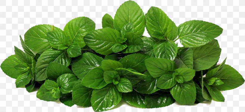 Mentha Spicata Lettuce Peppermint Herb, PNG, 872x403px, Mentha Spicata, Basil, Flavor, Flowerpot, Food Download Free