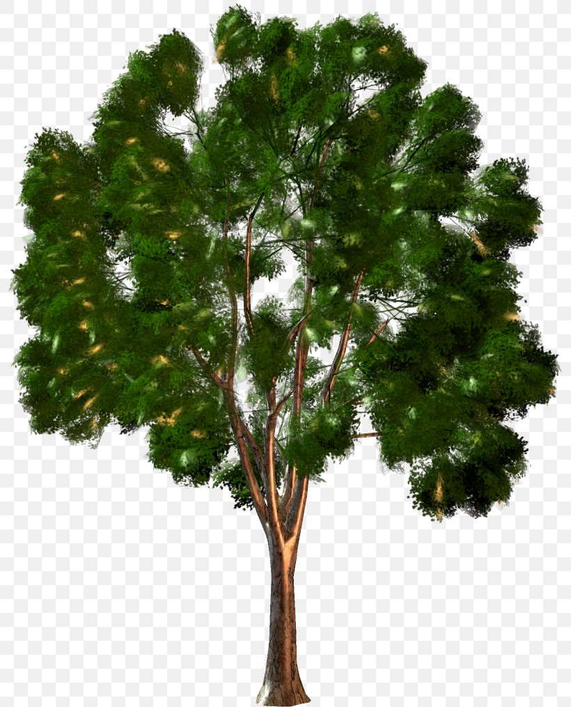 Tree Forest Shrub Clip Art, PNG, 797x1015px, Tree, Branch, Conifer, Digital Image, Dots Per Inch Download Free