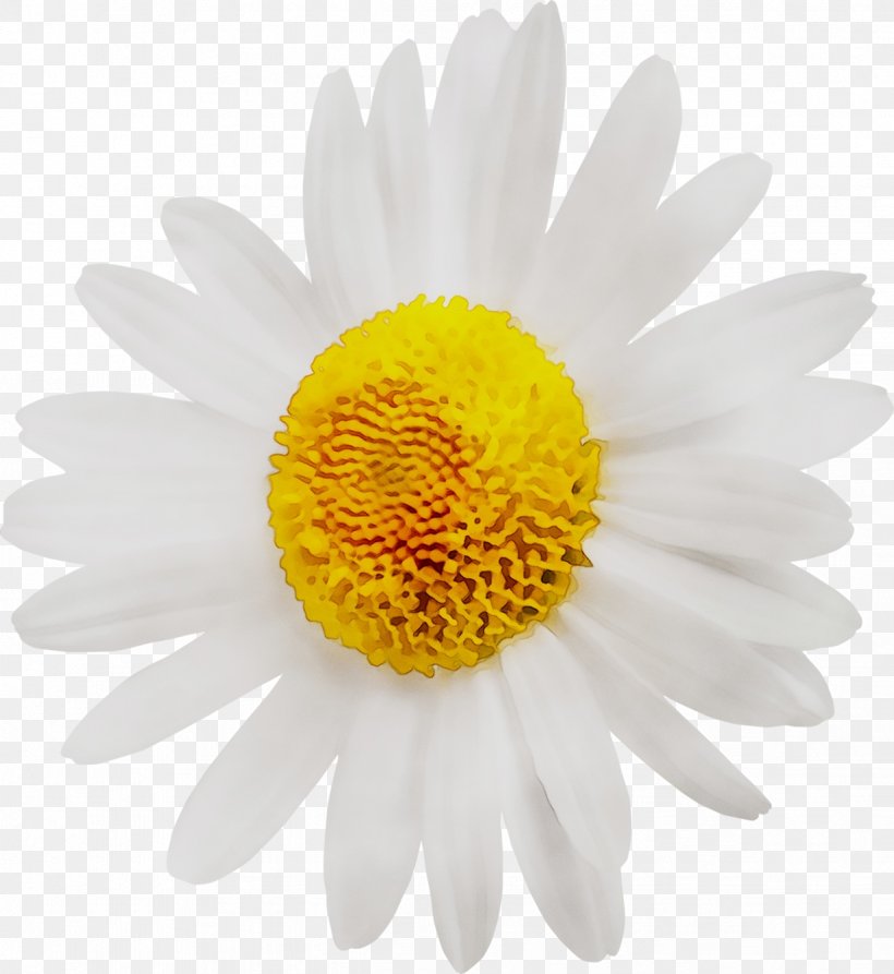 Oxeye Daisy Common Daisy Flower Marguerite Daisy Stock Photography, PNG, 1233x1344px, Oxeye Daisy, Aster, Asterales, Camomile, Chamaemelum Nobile Download Free