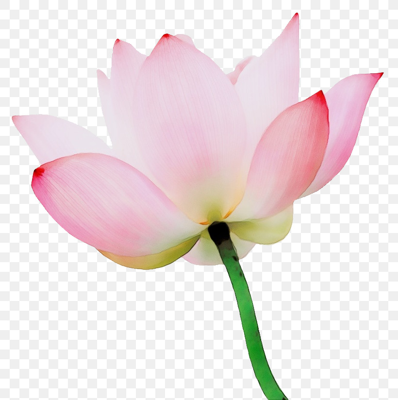 Plant Stem Sacred Lotus Herbaceous Plant Cut Flowers Nelumbonaceae, PNG, 777x824px, Watercolor, Biology, Closeup, Cut Flowers, Family Download Free