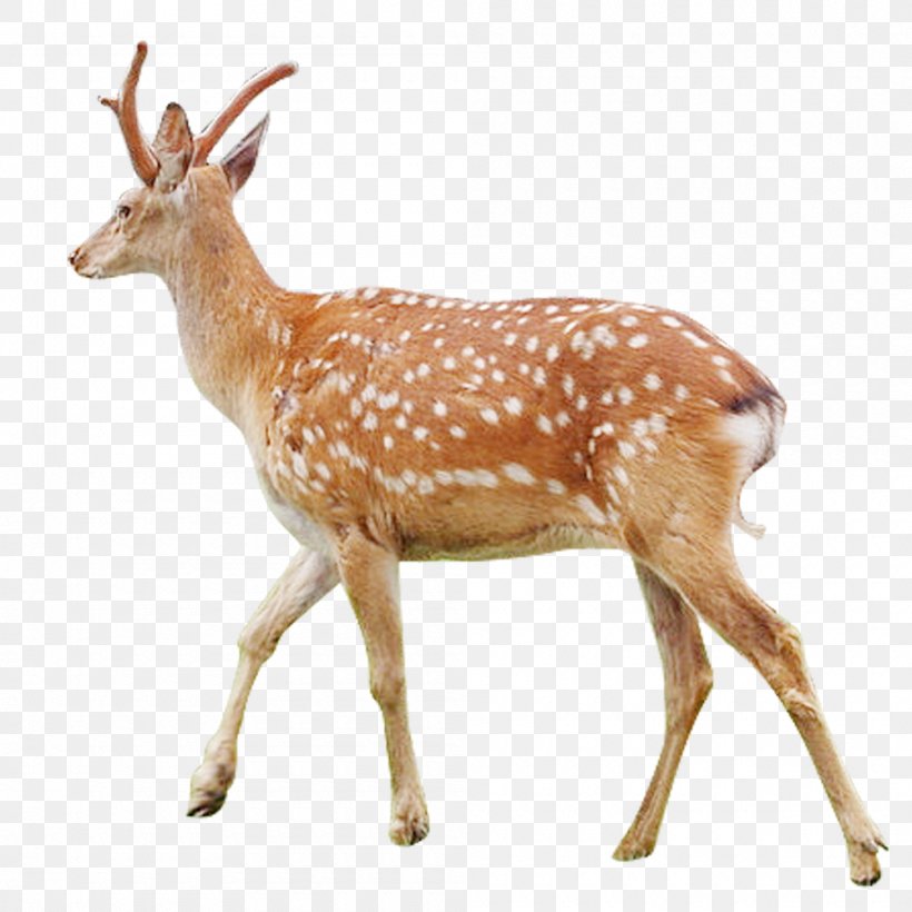 White-tailed Deer Musk Deer Antler Sika Deer, PNG, 1000x1000px, Whitetailed Deer, Antelope, Antler, Deer, Fauna Download Free