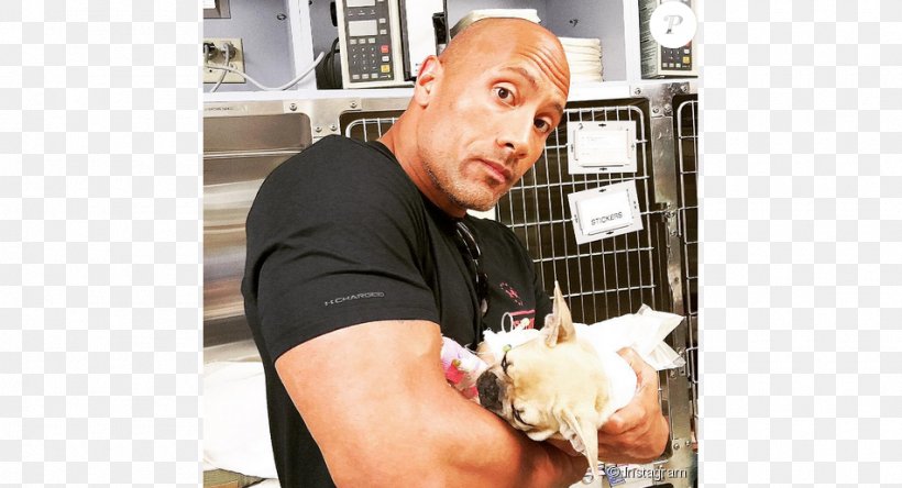 Dwayne Johnson French Bulldog The Rock Says-- : The Most Electrifying Man In Sports-entertainment Puppy Death, PNG, 950x515px, Dwayne Johnson, Actor, Arm, Celebrity, Death Download Free