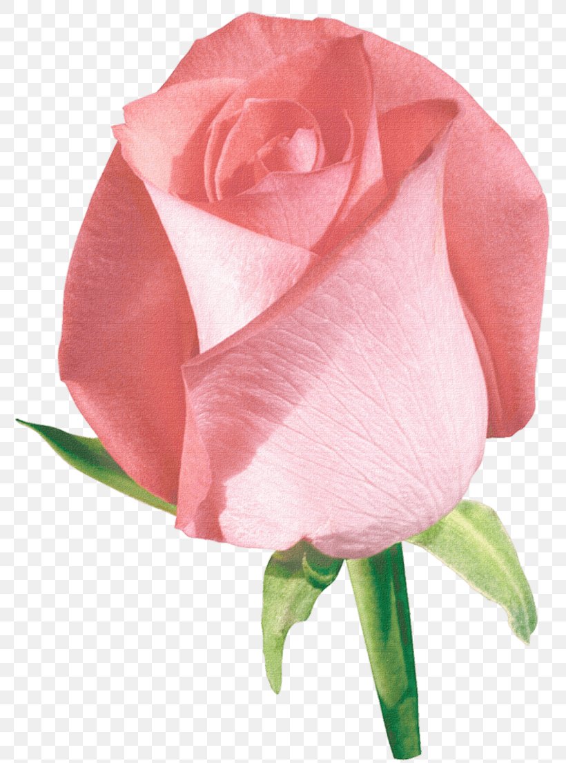 Garden Roses Flower Floral Design Clip Art, PNG, 803x1105px, Rose, Blue Rose, Bud, Close Up, Cut Flowers Download Free