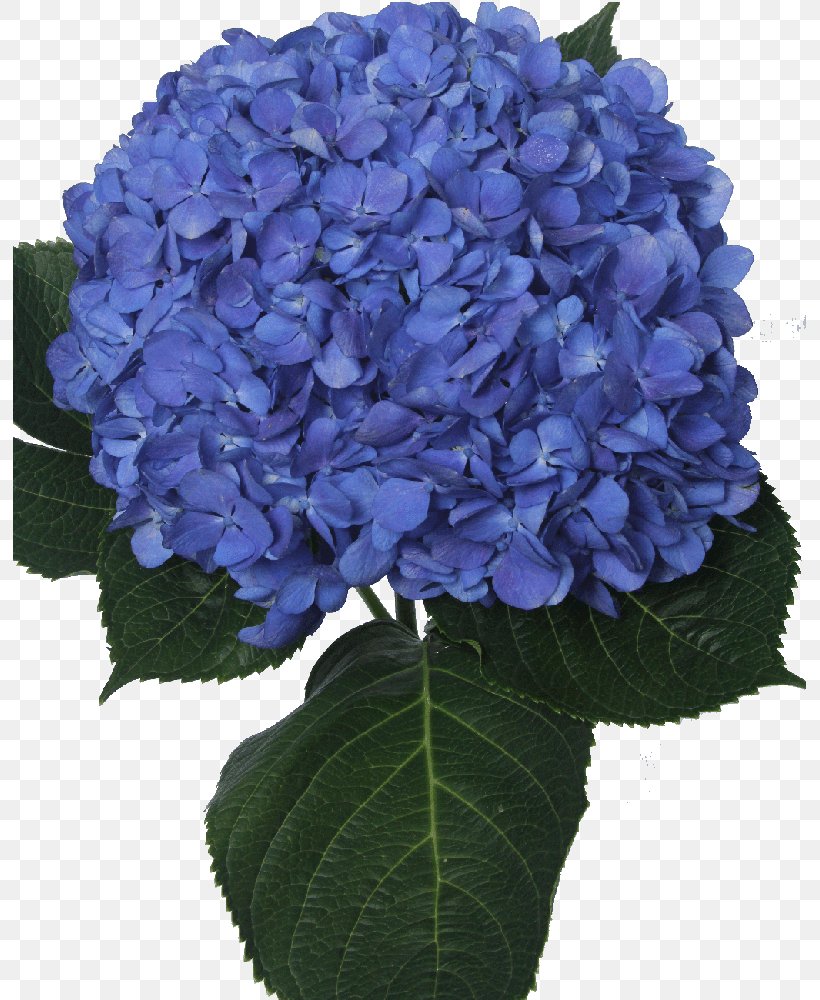 Panicled Hydrangea Blue Cut Flowers Violet, PNG, 798x1000px, Panicled Hydrangea, Annual Plant, Blue, Cobalt Blue, Cornales Download Free